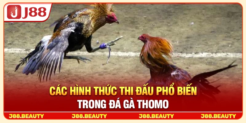 Các hình thức thi đấu phổ biến trong đá gà Thomo