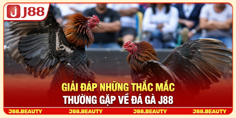 Giải đáp những thắc mắc thường gặp về đá gà J88