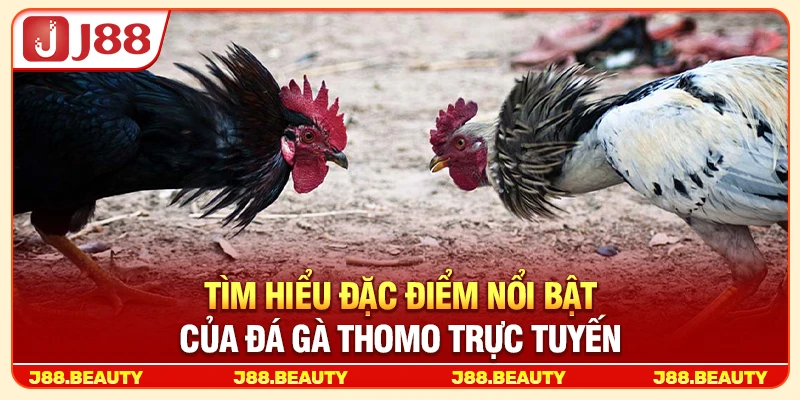 Tìm hiểu đặc điểm nổi bật của đá gà Thomo trực tuyến